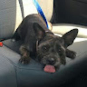 Meet your Posher, Callie